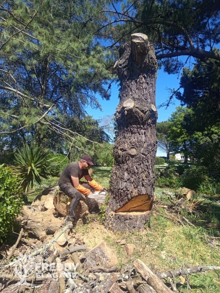 Élagage, Élagage d’arbres, Élagage grande hauteur, Abattage d’arbres, Démontage d’arbres