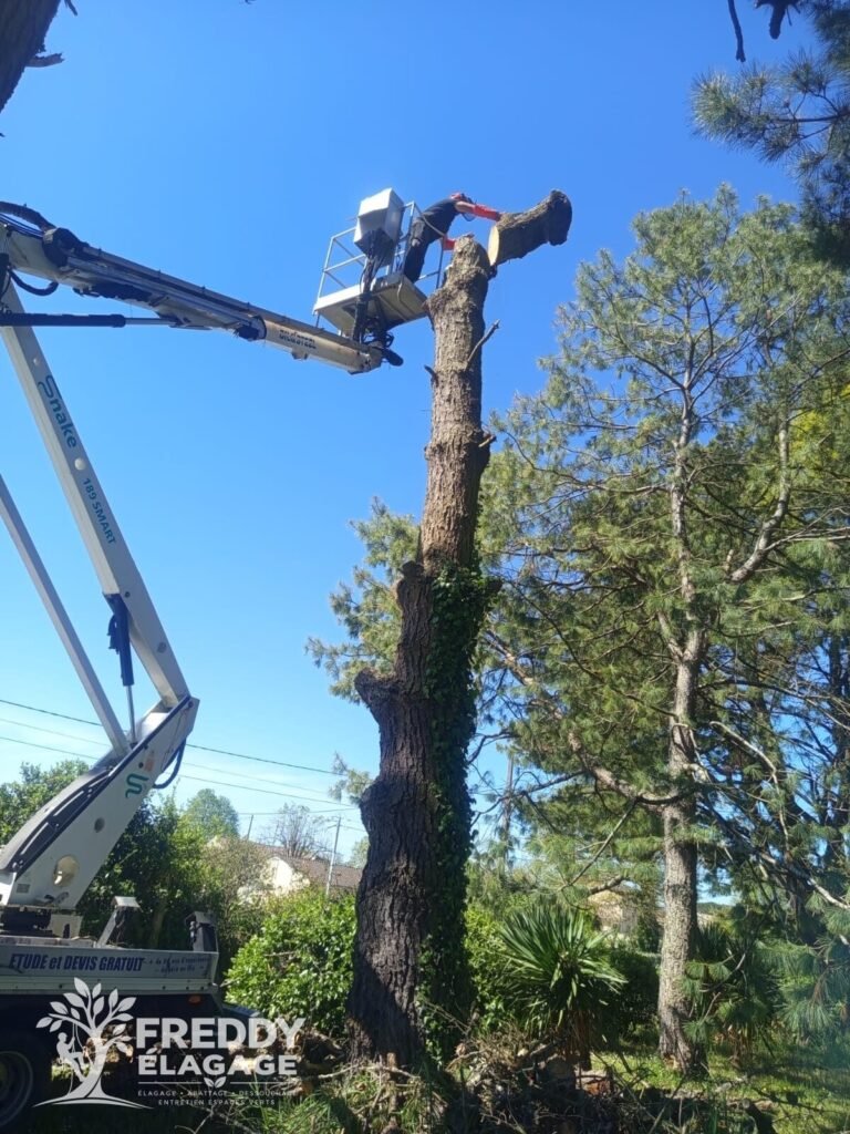 Élagage, Élagage d’arbres, Élagage grande hauteur, Abattage d’arbres, Démontage d’arbres