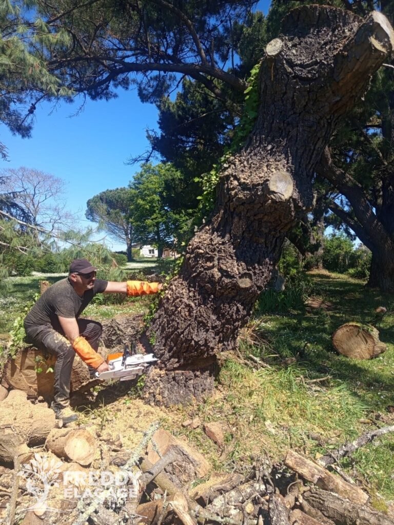 Élagage, Élagage d’arbres, Élagage grande hauteur, Abattage d’arbres, Démontage d’arbres
