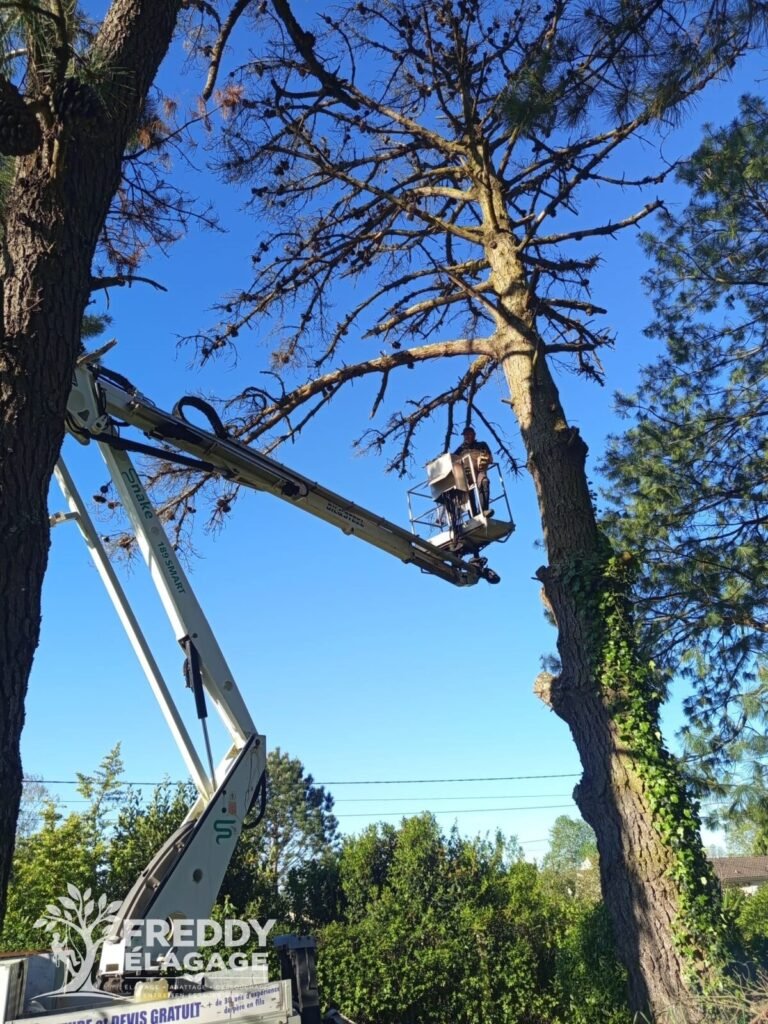 Démontage d’un arbre en grande hauteur avec nacelle