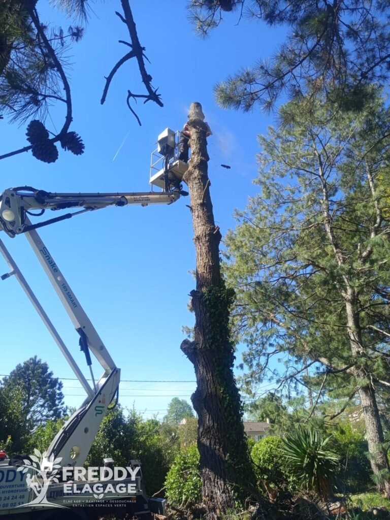 Élagage, Élagage d’arbres, Élagage grande hauteur, Abattage d’arbres, Démontage d’arbres