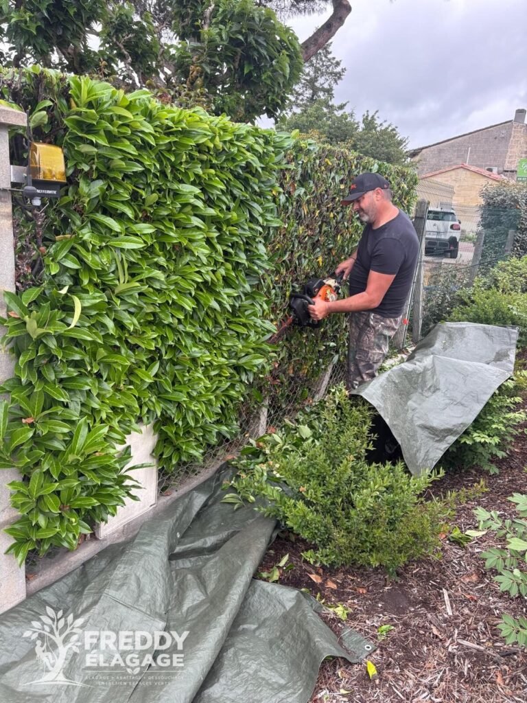 Entretien jardin, Taille & végétation, Entretien de jardin, Taille de haies
